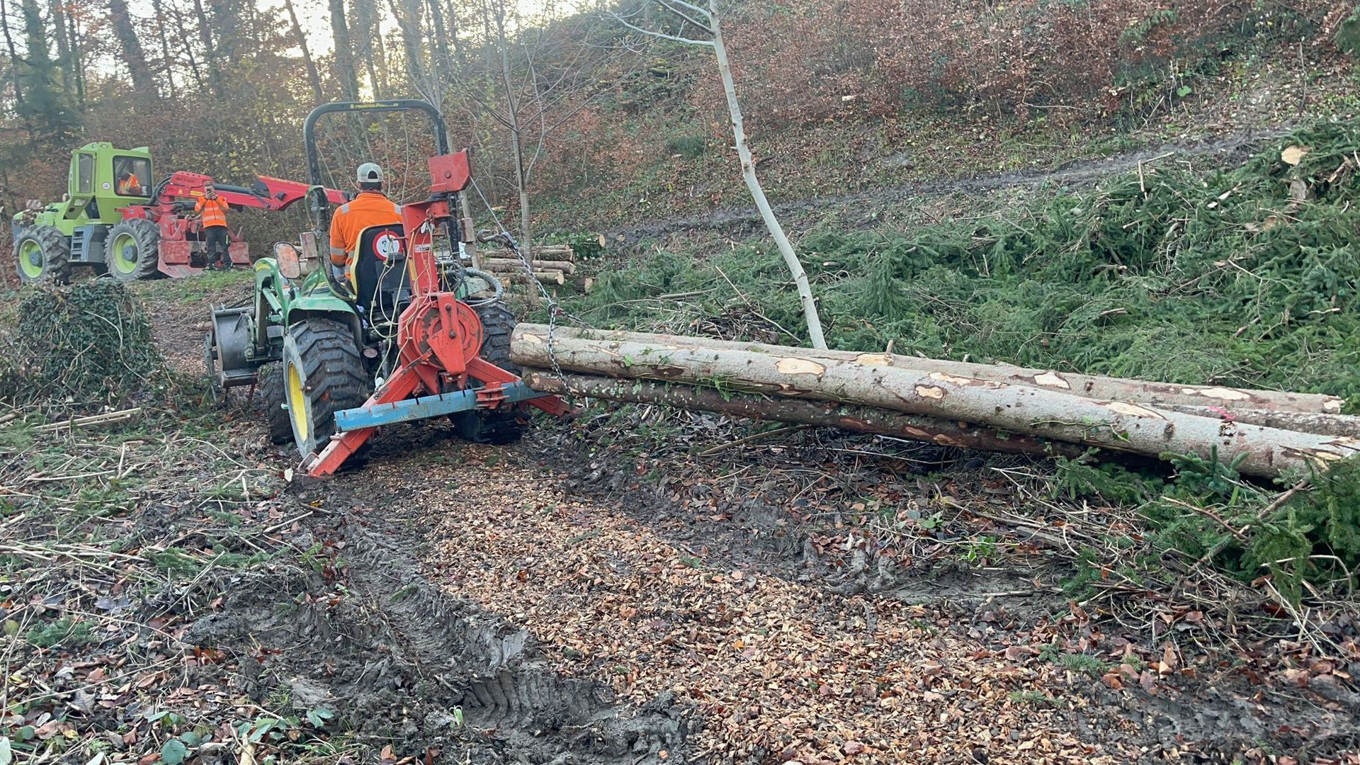 Coupe forestière
